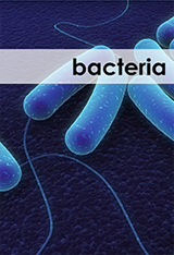 MRSA Bacteria